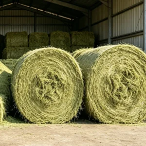 Medicago Alfalfa Hay